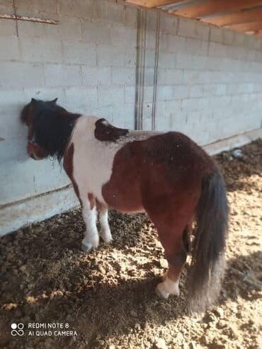 где можно купить молодых кур несушек: Продаю | Конь (самец) — 3