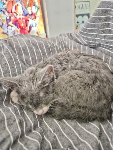 русская короткошерстная кошка: Кошка даром: Беспородная, 3 месяца, Девочка, Приучена к лотку — 2