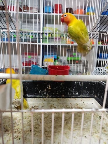 попугай неразлучник купить: Неразлучники – красивые, яркие, миниатюрные попугаи, длина тела — 2