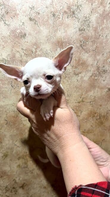 отдам щенка в хорошие руки бишкек: Миниатюрный щенок чихуахуа шоколадного окраса. - Компактный формат — 1
