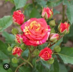 декоративные растения: Саженцы цветка: Розы, Платная доставка — 4