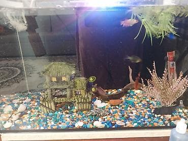 золотые рыбки: Аквариумный комплект для домашних рыб - Стеклянный аквариум — 4