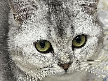 британский: Британская короткошёрстная, 1 год, Девочка, Серебристая шиншилла, Приучена к лотку, Проглистована, С прививками — 7