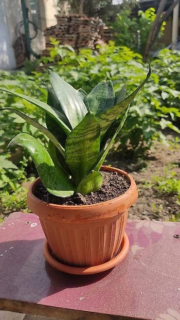 драценна: Сансевиерия (Sansevieria) в горшке - Компактный сорт с широкими — 3