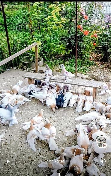 продам курей: Продаю голубей, можно оптом, голуби с игрой многие с гребляй,есть — 1