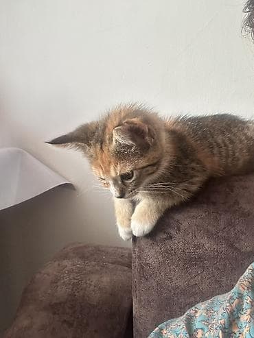 Отдам даром кошку: 3 месяца, Девочка, Приучена к лотку — 2
