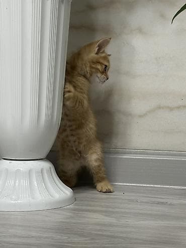 лоток для котенка: Отдам в хорошие руки, котят! Есть 2 мальчика! К лотку приучены! — 3