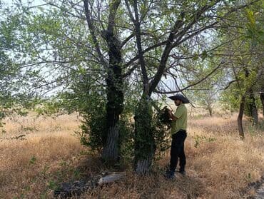 Детские сады, няни: Предлагаются услуги по обрезке и удалению деревьев, а также расчистке — 1