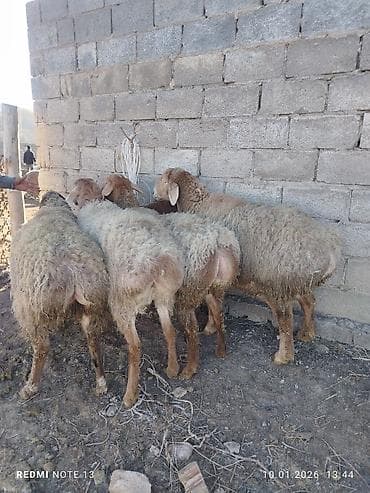ласка животные: Продаю | Овца (самка) | Для разведения | Ярка — 1