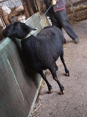 романовский: Продаю | Овца (самка) | Гиссарская | Для разведения | Матка — 1