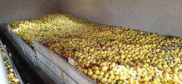 ак тош: Алмалар Дүңүнөн — 4