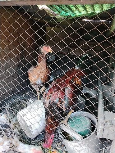 бойцовский петух: Продаю | Петух | Бойцовая | Для разведения — 4