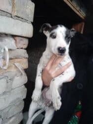 овчарка на вязку: Щенок (порода пит буль). Гладкая короткая шерсть, атлетичное — 1