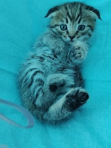 бенгальская кошка окрасы: Шотландские вислоухие котята (Scottish Fold) - Окрас: классический — 3