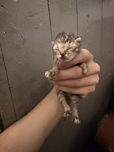 Мышыктар: Котята, помет из нескольких малышей. Окрас разный: тигровые табби — 4
