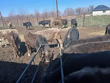 дойные коровы кара балта: Продаю | Бык (самец) | На откорм — 8