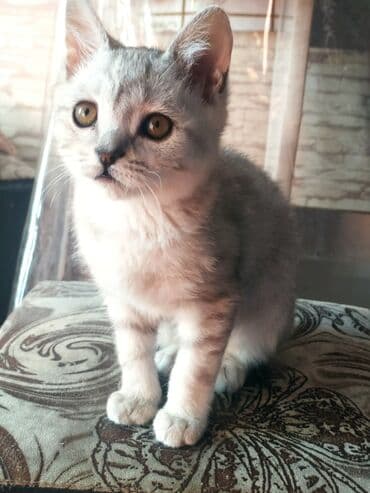 объявления о найденных собаках: Скотиш Страйт (Шотландская прямоухая), 3 месяца, Девочка, Рыжий, Приучена к лотку, Проглистована — 2