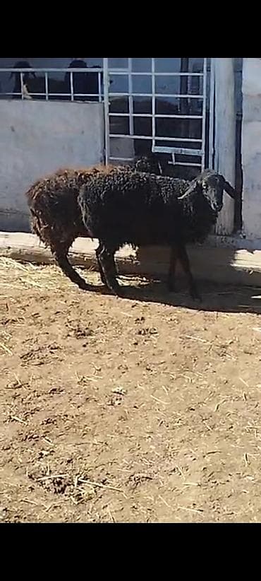 антигравийная пленка: 2 ки козу сатьлат — 1