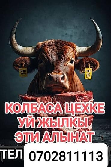 мал жандыктар: Сатып алам | Уйлар, букалар, Жылкылар, аттар, Кочкорлор, койлор | Бардык шартта, Союлган, Бордоп семиртүү үчүн — 1