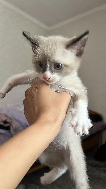 кошка сфинкс с шерстью: Кошка даром: Сибирская, Девочка — 3