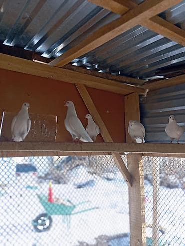 белый голубь: 5000ге берем баарын 6ШТ Бакин. (Жугоруго Алмашуу бар) — 3