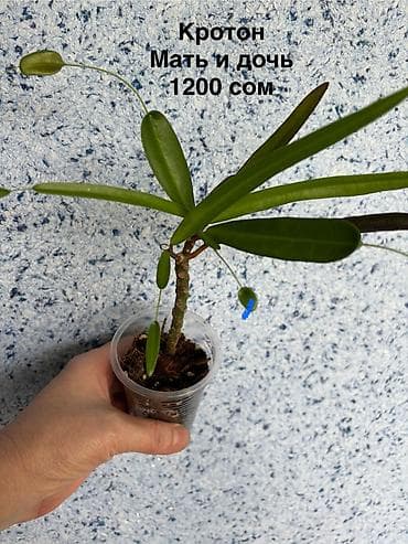 для шоколада: Продаю взрослые хойи: кудрявая, церопегию Сандерсена, кратон Мать и — 7