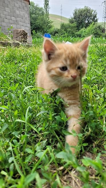котёнок токмок: 2 месяца, Мальчик — 2