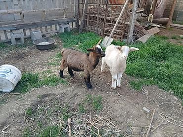 улики улья ульи улей: Продаю | Козлёнок | Для разведения — 2