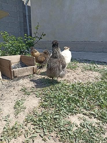 Животные: Продаю | Куры | Для разведения — 4