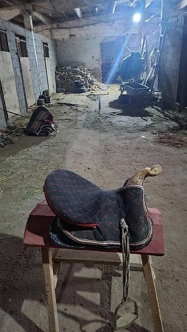 жеребенок купить: Ээр сатылат Жолборс байкенин ээри 2 ай болду алганыма атты баспайт ооп — 2