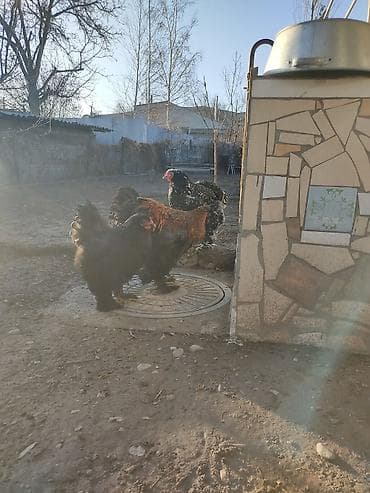 цена петухов на рынке: Продам брама петух — 3