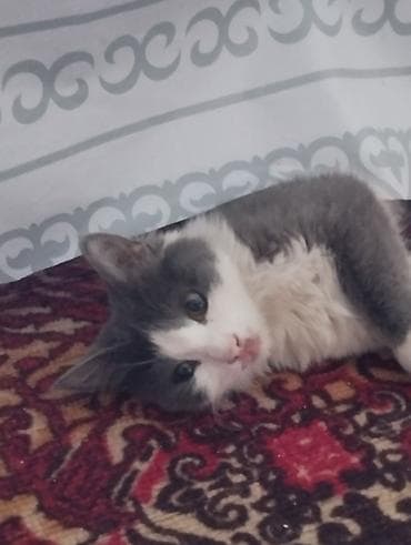 10 месяцев, Девочка, Приучена к лотку — 1
