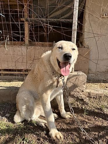 собака той терьер: Собака крупной породы, светлого палевого окраса с густой шерстью. 2 — 3