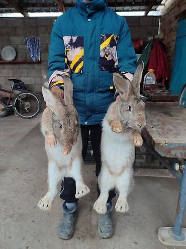 кролики гигант: Продаю | Кролик самец | Фландр | Для разведения | Племенные — 1