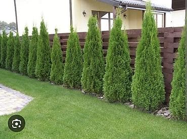 вешалка для костюма напольная деревянная: Саженцы деревьев: Туи, Платная доставка — 8