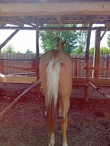 токмок продажа: Сатам | Жылкы (эркек), Байтал, Тай — 2