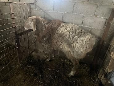 ягнята гисары: Продаю | Баран (самец) | На забой, Для разведения | Племенные, Осеменитель — 2