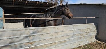 купить собаку ротвейлер: Продаю | Жеребец | Английская | Для разведения, Конный спорт | Племенные — 5