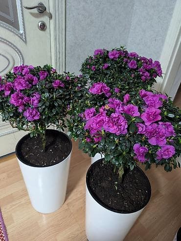 азия пелес: Азалия (розовая), штамбовая форма в горшке. - Эффектная кронa в виде — 2