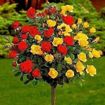 Садовая мебель: Рассада деревьев: Туи — 9