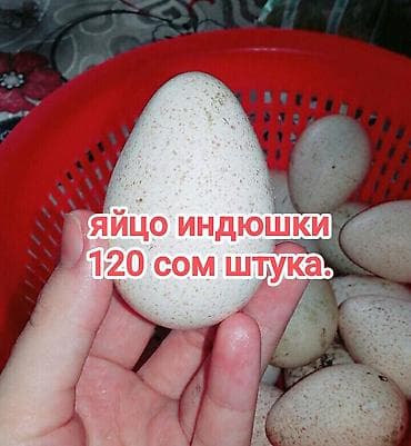Яйца инкубацыонное индейки 120 сом штука есть доставки at lalafo.kg Яйца инкубацыонное индейки 120 сом штука есть доставки