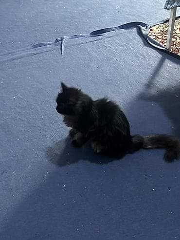 когтеточку: 4 месяца, Мальчик, Черный, Приучена к лотку — 2