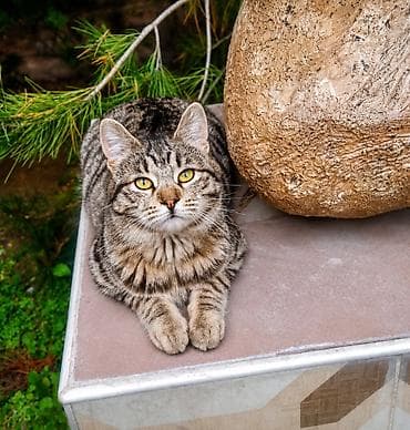 красивые кошки: 10 месяцев, Мальчик, Кастрирована — 2