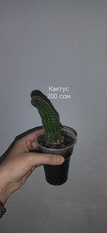 дерево лимона: Комнатные растения — саженцы и черенки. 1) Живое дерево (лечебное) — — 7