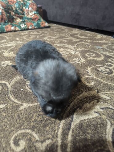 дабирман собака: Немецкая овчарка, 1 месяц, Самец — 5