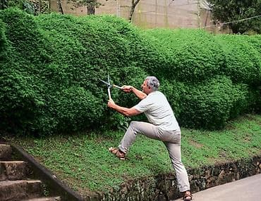 Профессиональная стрижка живых изгородей и кустарников - Формовочная