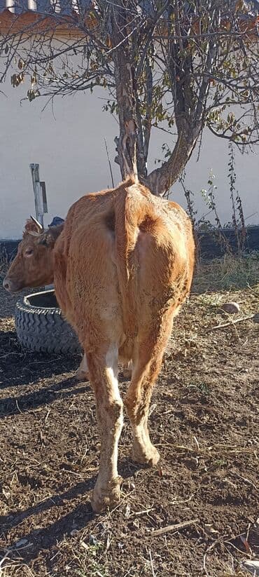 токмок продажа: Продаю | Корова (самка) | Для молока | Привязанные — 5