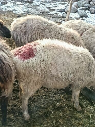 коты бишкек: Сатам | Козу | Меринос | Союуга | Бычылган — 7