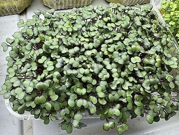 семена басай: Семена для микрозелени от Народных семян(Россия) Горох Мадраст — 2