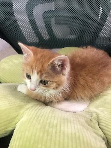 манчкин котенок: Отдам котенка в добрые руки. Мальчик 3 месяца — 4